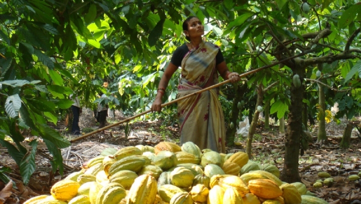 Mondelez's cocoa scheme has worked with 142,000 farmers and 1,400 communities